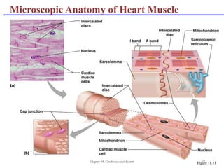 Chapter 18, Cardiovascular System 34
Microscopic Anatomy of Heart Muscle
Figure 18.11
 