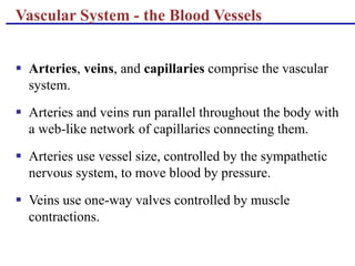 Vascular System - the Blood Vessels
 Arteries, veins, and capillaries comprise the vascular
system.
 Arteries and veins run parallel throughout the body with
a web-like network of capillaries connecting them.
 Arteries use vessel size, controlled by the sympathetic
nervous system, to move blood by pressure.
 Veins use one-way valves controlled by muscle
contractions.
 