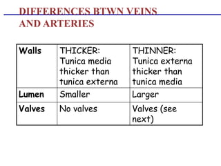DIFFERENCES BTWN VEINS
AND ARTERIES
Walls THICKER:
Tunica media
thicker than
tunica externa
THINNER:
Tunica externa
thicker than
tunica media
Lumen Smaller Larger
Valves No valves Valves (see
next)
 