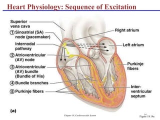 Chapter 18, Cardiovascular System 54
Heart Physiology: Sequence of Excitation
Figure 18.14a
 