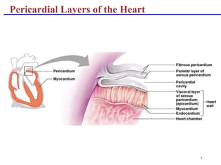 6
Pericardial Layers of the Heart
 