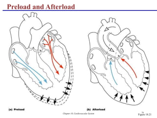 Chapter 18, Cardiovascular System 70
Preload and Afterload
Figure 18.21
 