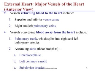 Chapter 18, Cardiovascular System 8
 Vessels returning blood to the heart include:
1. Superior and inferior venae cavae
2. Right and left pulmonary veins
 Vessels conveying blood away from the heart include:
1. Pulmonary trunk, which splits into right and left
pulmonary arteries
2. Ascending aorta (three branches) –
a. Brachiocephalic
b. Left common carotid
c. Subclavian arteries
External Heart: Major Vessels of the Heart
(Anterior View)
 