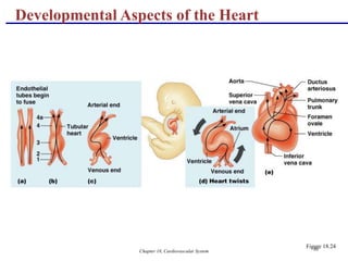 Chapter 18, Cardiovascular System 80
Developmental Aspects of the Heart
Figure 18.24
 