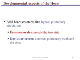 Chapter 18, Cardiovascular System 81
Developmental Aspects of the Heart
 Fetal heart structures that bypass pulmonary
circulation
 Foramen ovale connects the two atria
 Ductus arteriosus connects pulmonary trunk and
the aorta
 