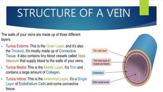 STRUCTURE OF A VEIN
The walls of your veins are made up of three different
layers:
• Tunica Externa: This is the Outer Layer, and it’s also
the Thickest. It’s mostly made up of Connective
Tissue. It also contains tiny blood vessels called Vasa
Vasorum that supply blood to the walls of your veins.
• Tunica Media: This is the Middle Layer. It’s Thin and
contains a large amount of Collagen.
• Tunica Intima: This is the Innermost Layer. It’s a Single
Layer of Endothelium Cells and some connective
tissue.
 