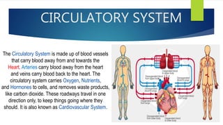 CIRCULATORY SYSTEM
The Circulatory System is made up of blood vessels
that carry blood away from and towards the
Heart. Arteries carry blood away from the heart
and veins carry blood back to the heart. The
circulatory system carries Oxygen, Nutrients,
and Hormones to cells, and removes waste products,
like carbon dioxide. These roadways travel in one
direction only, to keep things going where they
should. It is also known as Cardiovascular System.
 
