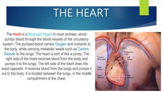 THE HEART
The Heart is a Muscular Organ in most animals, which
pumps blood through the blood vessels of the circulatory
system. The pumped blood carries Oxygen and nutrients to
the body, while carrying metabolic waste such as Carbon
Dioxide to the lungs. The heart is sort of like a pump. The
right side of the heart receives blood from the body and
pumps it to the lungs. The left side of the heart does the
exact opposite: It receives blood from the lungs and pumps it
out to the body. It is located between the lungs, in the middle
compartment of the chest.
 