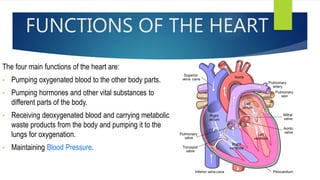 FUNCTIONS OF THE HEART
The four main functions of the heart are:
• Pumping oxygenated blood to the other body parts.
• Pumping hormones and other vital substances to
different parts of the body.
• Receiving deoxygenated blood and carrying metabolic
waste products from the body and pumping it to the
lungs for oxygenation.
• Maintaining Blood Pressure.
 