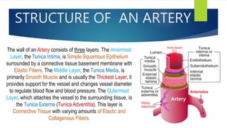 STRUCTURE OF AN ARTERY
The wall of an Artery consists of three layers. The Innermost
Layer, the Tunica Intima, is Simple Squamous Epithelium
surrounded by a connective tissue basement membrane with
Elastic Fibers. The Middle Layer, the Tunica Media, is
primarily Smooth Muscle and is usually the Thickest Layer, it
provides support for the vessel and changes vessel diameter
to regulate blood flow and blood pressure. The Outermost
Layer, which attaches the vessel to the surrounding tissue, is
the Tunica Externa (Tunica Adventitia). This layer is
Connective Tissue with varying amounts of Elastic and
Collagenous Fibers.
 