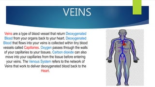 VEINS
Veins are a type of blood vessel that return Deoxygenated
Blood from your organs back to your heart. Deoxygenated
Blood that flows into your veins is collected within tiny blood
vessels called Capillaries. Oxygen passes through the walls
of your capillaries to your tissues. Carbon dioxide can also
move into your capillaries from the tissue before entering
your veins. The Venous System refers to the network of
Veins that work to deliver deoxygenated blood back to the
Heart.
 
