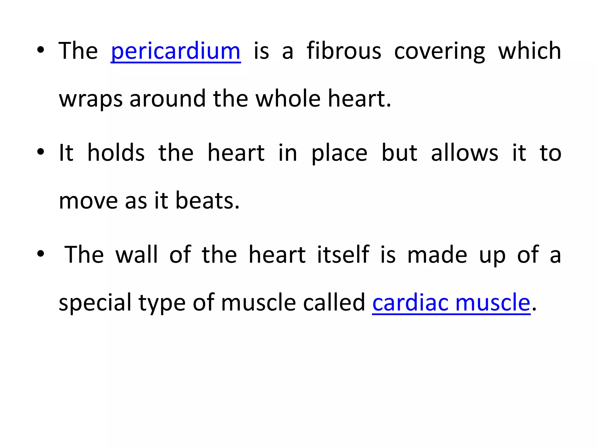 • The pericardium is a fibrous covering which
wraps around the whole heart.
• It holds the heart in place but allows it to
move as it beats.
• The wall of the heart itself is made up of a
special type of muscle called cardiac muscle.
 