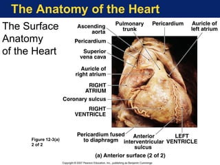 The Anatomy of the Heart
The Surface
Anatomy
of the Heart
Figure 12-3(a)
2 of 2
 