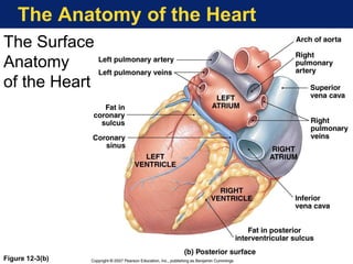 The Anatomy of the Heart
Figure 12-3(b)
The Surface
Anatomy
of the Heart
 