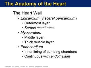 The Anatomy of the Heart
The Heart Wall
• Epicardium (visceral pericardium)
• Outermost layer
• Serous membrane
• Myocardium
• Middle layer
• Thick muscle layer
• Endocardium
• Inner lining of pumping chambers
• Continuous with endothelium
Copyright © 2007 Pearson Education, Inc., publishing as Benjamin Cummings
 