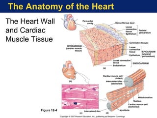 The Anatomy of the Heart
The Heart Wall
and Cardiac
Muscle Tissue
Figure 12-4
 