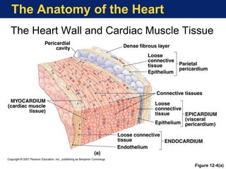 The Anatomy of the Heart
The Heart Wall and Cardiac Muscle Tissue
Figure 12-4(a)
 