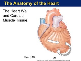 The Anatomy of the Heart
Figure 12-4(b)
The Heart Wall
and Cardiac
Muscle Tissue
 