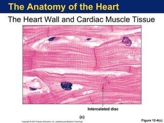 The Anatomy of the Heart
The Heart Wall and Cardiac Muscle Tissue
Figure 12-4(c)
 