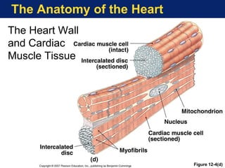 The Anatomy of the Heart
Figure 12-4(d)
The Heart Wall
and Cardiac
Muscle Tissue
 