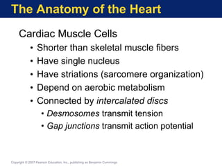 The Anatomy of the Heart
Cardiac Muscle Cells
• Shorter than skeletal muscle fibers
• Have single nucleus
• Have striations (sarcomere organization)
• Depend on aerobic metabolism
• Connected by intercalated discs
• Desmosomes transmit tension
• Gap junctions transmit action potential
Copyright © 2007 Pearson Education, Inc., publishing as Benjamin Cummings
 