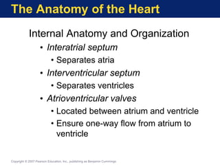 The Anatomy of the Heart
Internal Anatomy and Organization
• Interatrial septum
• Separates atria
• Interventricular septum
• Separates ventricles
• Atrioventricular valves
• Located between atrium and ventricle
• Ensure one-way flow from atrium to
ventricle
Copyright © 2007 Pearson Education, Inc., publishing as Benjamin Cummings
 