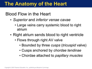 The Anatomy of the Heart
Blood Flow in the Heart
• Superior and inferior venae cavae
• Large veins carry systemic blood to right
atrium
• Right atrium sends blood to right ventricle
• Flows through right AV valve
• Bounded by three cusps (tricuspid valve)
• Cusps anchored by chordae tendinae
• Chordae attached to papillary muscles
Copyright © 2007 Pearson Education, Inc., publishing as Benjamin Cummings
 