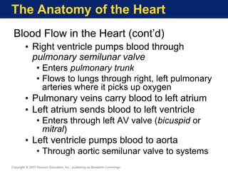 The Anatomy of the Heart
Blood Flow in the Heart (cont’d)
• Right ventricle pumps blood through
pulmonary semilunar valve
• Enters pulmonary trunk
• Flows to lungs through right, left pulmonary
arteries where it picks up oxygen
• Pulmonary veins carry blood to left atrium
• Left atrium sends blood to left ventricle
• Enters through left AV valve (bicuspid or
mitral)
• Left ventricle pumps blood to aorta
• Through aortic semilunar valve to systems
Copyright © 2007 Pearson Education, Inc., publishing as Benjamin Cummings
 