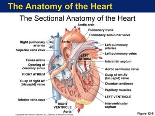 The Anatomy of the Heart
The Sectional Anatomy of the Heart
Figure 12-5
 