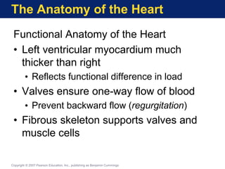 The Anatomy of the Heart
Functional Anatomy of the Heart
• Left ventricular myocardium much
thicker than right
• Reflects functional difference in load
• Valves ensure one-way flow of blood
• Prevent backward flow (regurgitation)
• Fibrous skeleton supports valves and
muscle cells
Copyright © 2007 Pearson Education, Inc., publishing as Benjamin Cummings
 