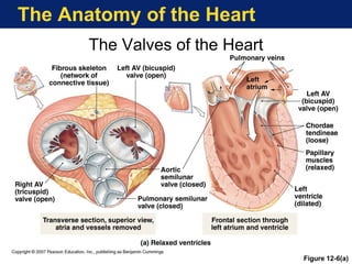 The Anatomy of the Heart
The Valves of the Heart
Figure 12-6(a)
 