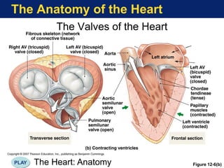 The Anatomy of the Heart
The Valves of the Heart
Figure 12-6(b)
The Heart: Anatomy
PLAY
 