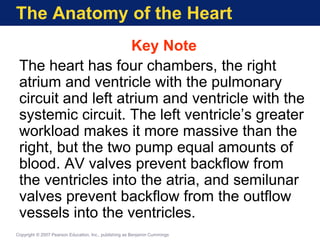 The Anatomy of the Heart
Key Note
The heart has four chambers, the right
atrium and ventricle with the pulmonary
circuit and left atrium and ventricle with the
systemic circuit. The left ventricle’s greater
workload makes it more massive than the
right, but the two pump equal amounts of
blood. AV valves prevent backflow from
the ventricles into the atria, and semilunar
valves prevent backflow from the outflow
vessels into the ventricles.
Copyright © 2007 Pearson Education, Inc., publishing as Benjamin Cummings
 