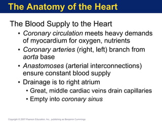 The Anatomy of the Heart
The Blood Supply to the Heart
• Coronary circulation meets heavy demands
of myocardium for oxygen, nutrients
• Coronary arteries (right, left) branch from
aorta base
• Anastomoses (arterial interconnections)
ensure constant blood supply
• Drainage is to right atrium
• Great, middle cardiac veins drain capillaries
• Empty into coronary sinus
Copyright © 2007 Pearson Education, Inc., publishing as Benjamin Cummings
 