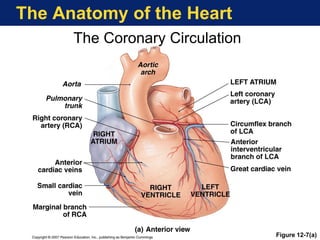The Anatomy of the Heart
The Coronary Circulation
Figure 12-7(a)
 