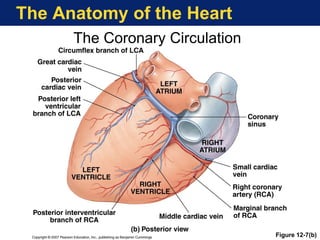 The Anatomy of the Heart
The Coronary Circulation
Figure 12-7(b)
 