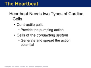 The Heartbeat
Heartbeat Needs two Types of Cardiac
Cells
• Contractile cells
• Provide the pumping action
• Cells of the conducting system
• Generate and spread the action
potential
Copyright © 2007 Pearson Education, Inc., publishing as Benjamin Cummings
 