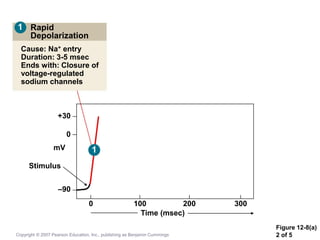 Figure 12-8(a)
2 of 5
Rapid
Depolarization
Cause: Na+ entry
Duration: 3-5 msec
Ends with: Closure of
voltage-regulated
sodium channels
+30
0
mV
Stimulus
–90
0 100 200 300
Time (msec)
1
1
Copyright © 2007 Pearson Education, Inc., publishing as Benjamin Cummings
 