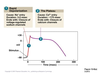 Figure 12-8(a)
3 of 5
Rapid
Depolarization
Cause: Na+ entry
Duration: 3-5 msec
Ends with: Closure of
voltage-regulated
sodium channels
The Plateau
Cause: Ca2+ entry
Duration: ~175 msec
Ends with: Closure of
calcium channels
+30
0
mV
Stimulus
–90
0 100 200 300
Time (msec)
1
1
2
2
Copyright © 2007 Pearson Education, Inc., publishing as Benjamin Cummings
 