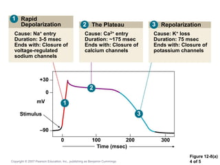 Figure 12-8(a)
4 of 5
Rapid
Depolarization
Cause: Na+ entry
Duration: 3-5 msec
Ends with: Closure of
voltage-regulated
sodium channels
The Plateau
Cause: Ca2+ entry
Duration: ~175 msec
Ends with: Closure of
calcium channels
Repolarization
Cause: K+ loss
Duration: 75 msec
Ends with: Closure of
potassium channels
+30
0
mV
Stimulus
–90
0 100 200 300
Time (msec)
1
1
2
2
3
3
Copyright © 2007 Pearson Education, Inc., publishing as Benjamin Cummings
 