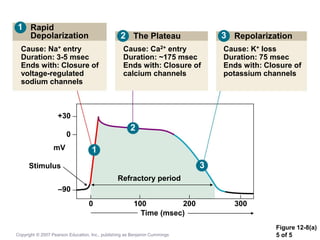 Figure 12-8(a)
5 of 5
Rapid
Depolarization
Cause: Na+ entry
Duration: 3-5 msec
Ends with: Closure of
voltage-regulated
sodium channels
The Plateau
Cause: Ca2+ entry
Duration: ~175 msec
Ends with: Closure of
calcium channels
Repolarization
Cause: K+ loss
Duration: 75 msec
Ends with: Closure of
potassium channels
+30
0
mV
Stimulus
–90
0 100 200 300
Time (msec)
Refractory period
1
1
2
2
3
3
Copyright © 2007 Pearson Education, Inc., publishing as Benjamin Cummings
 