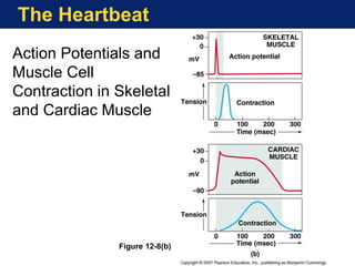 The Heartbeat
Action Potentials and
Muscle Cell
Contraction in Skeletal
and Cardiac Muscle
Figure 12-8(b)
 