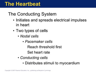The Heartbeat
The Conducting System
• Initiates and spreads electrical impulses
in heart
• Two types of cells
• Nodal cells
• Pacemaker cells
Reach threshold first
Set heart rate
• Conducting cells
• Distributes stimuli to myocardium
Copyright © 2007 Pearson Education, Inc., publishing as Benjamin Cummings
 