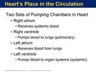 Heart’s Place in the Circulation
Two Sets of Pumping Chambers in Heart
• Right atrium
• Receives systemic blood
• Right ventricle
• Pumps blood to lungs (pulmonary)
• Left atrium
• Receives blood from lungs
• Left ventricle
• Pumps blood to organ systems (systemic)
Copyright © 2007 Pearson Education, Inc., publishing as Benjamin Cummings
 