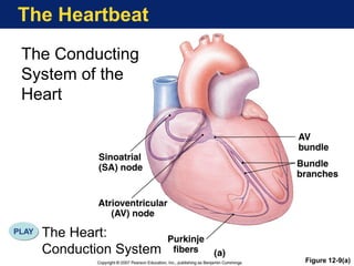 The Heartbeat
Figure 12-9(a)
The Conducting
System of the
Heart
The Heart:
Conduction System
PLAY
 