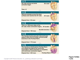 Figure 12-9(b)
1 of 6
SA node activity and atrial
activation begin.
Stimulus spreads across the atrial
surfaces and reaches the AV node.
There is a 100-msec delay at the
AV node. Atrial contraction begins.
The impulse travels along the interventricular
septum within the AV bundle and the bundle
branches to the Purkinje fibers.
The impulse is distributed by Purkinje fibers
and relayed throughout the ventricular
myocardium. Atrial contraction is completed,
and ventricular contraction begins.
Time = 0
SA node
AV node
Elapsed time = 50 msec
Elapsed time = 150 msec
AV bundle
Bundle branches
Elapsed time = 175 msec
Elapsed time = 225 msec Purkinje fibers
Copyright © 2007 Pearson Education, Inc., publishing as Benjamin Cummings
 