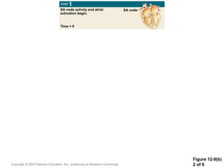 Figure 12-9(b)
2 of 6
SA node activity and atrial
activation begin.
Time = 0
SA node
Copyright © 2007 Pearson Education, Inc., publishing as Benjamin Cummings
 