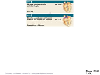 Figure 12-9(b)
3 of 6
SA node activity and atrial
activation begin.
Stimulus spreads across the atrial
surfaces and reaches the AV node.
Time = 0
SA node
AV node
Elapsed time = 50 msec
Copyright © 2007 Pearson Education, Inc., publishing as Benjamin Cummings
 