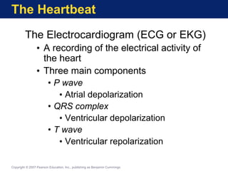 The Heartbeat
The Electrocardiogram (ECG or EKG)
• A recording of the electrical activity of
the heart
• Three main components
• P wave
• Atrial depolarization
• QRS complex
• Ventricular depolarization
• T wave
• Ventricular repolarization
Copyright © 2007 Pearson Education, Inc., publishing as Benjamin Cummings
 