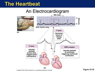 The Heartbeat
Figure 12-10
An Electrocardiogram
 